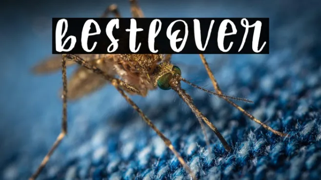 bestlover Example 3