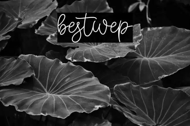 bestwep Polices examples