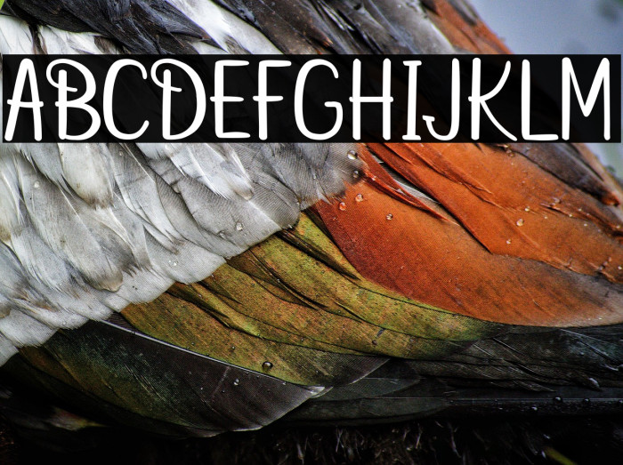 betterfly christmas Example 1