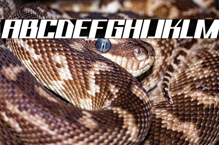 Bhejeuct Gash Typeface Example 1