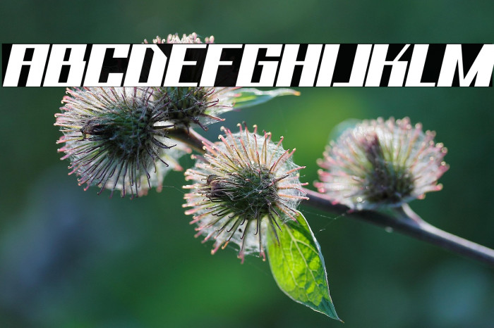 Bhejeuct Gash Typeface Example 2