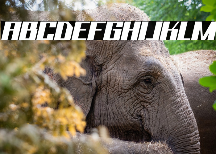 Bhejeuct Gash Typeface Example 3