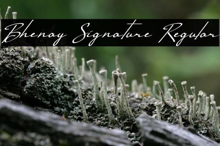 Bhenay Signature Regular Example 3
