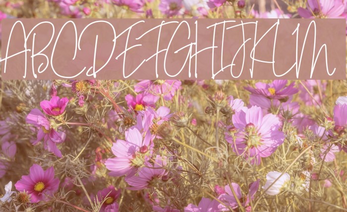 Bianka Script Font examples