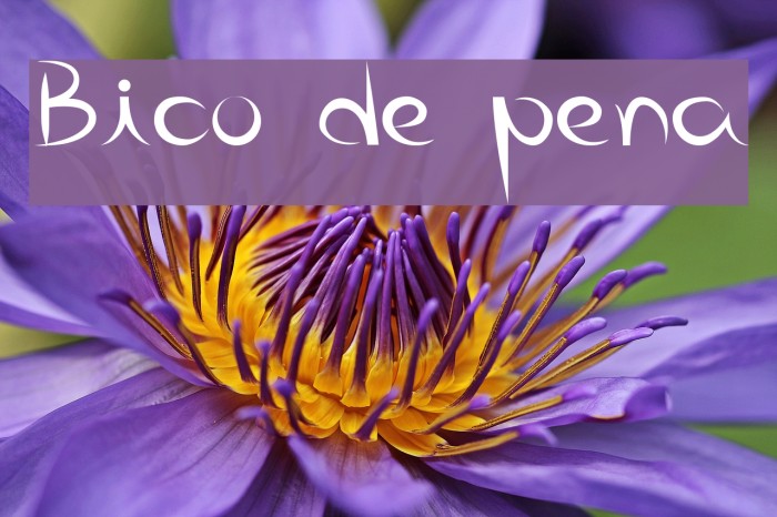 Bico de pena Font examples