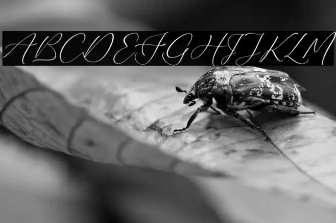 Bidalari Hearter Polices examples