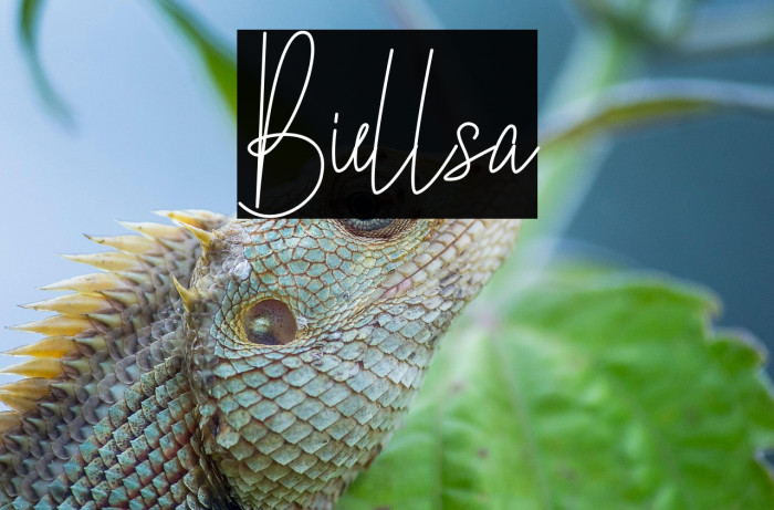 Biellsa Example 1