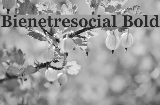 Bienetresocial Bold Font examples