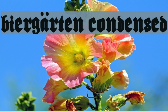 Biergärten Condensed Font examples