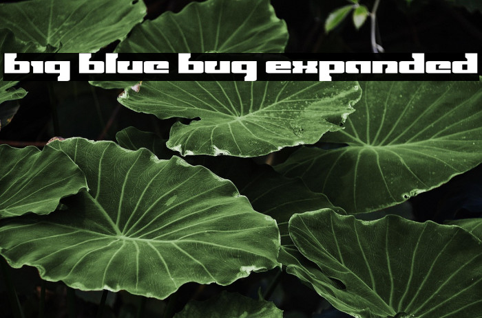 Big Blue Bug Expanded Example 2