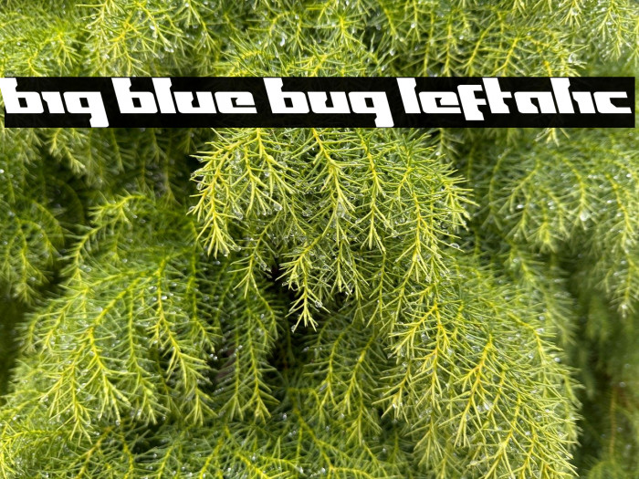 Big Blue Bug Leftalic Example 2