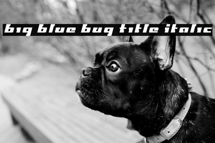 Big Blue Bug Title Italic Example 2