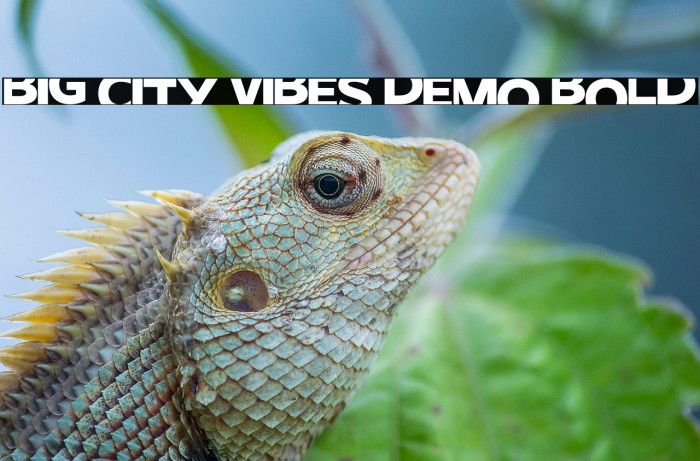 Big City Vibes Demo Bold Example 1
