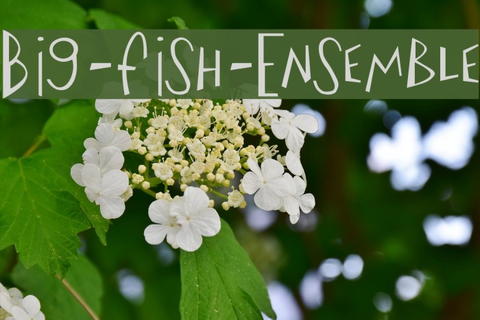 Big-Fish-Ensemble Font examples