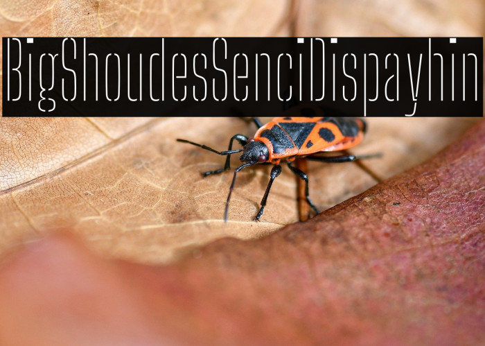 Big Shoulders Stencil Display Thin Example 3