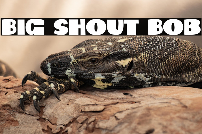 Big Shout Bob Example 1