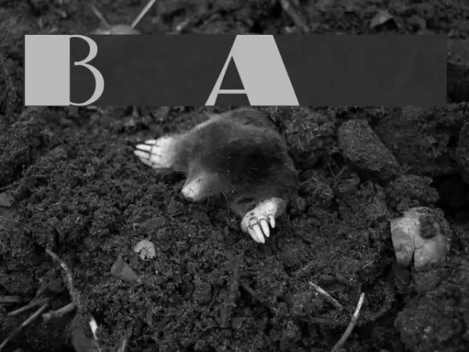 BigApple Font examples