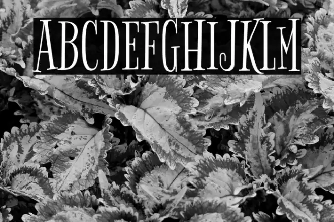 Bigelow Rules Font examples