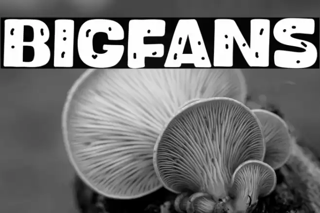 Bigfans Font examples