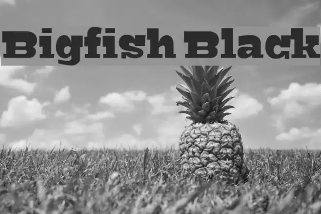 Bigfish Black Font examples