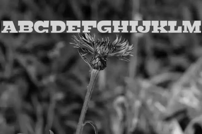 Bigfish Font examples