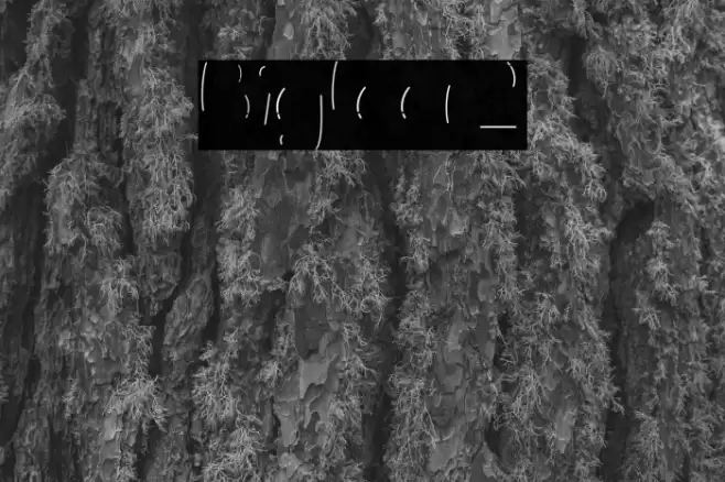 Bigfoot2 Font examples