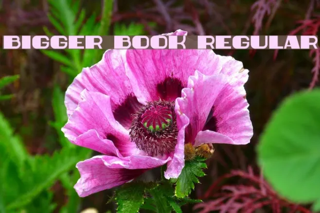 Bigger Book Regular Example 3