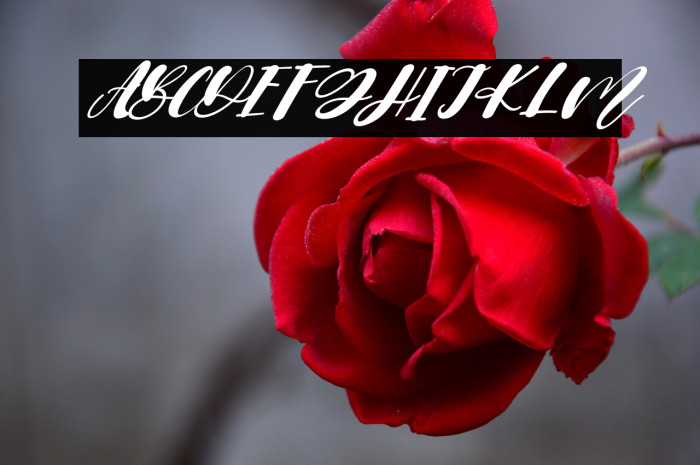 Bigger Italic Example 3