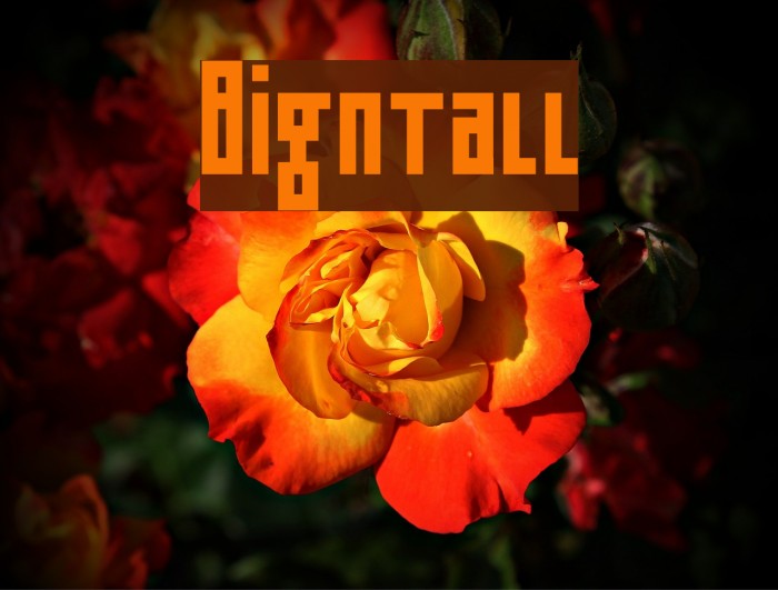 Bigntall Font examples