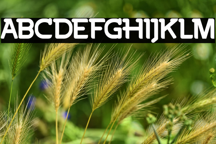 BigoteFREE Example 2