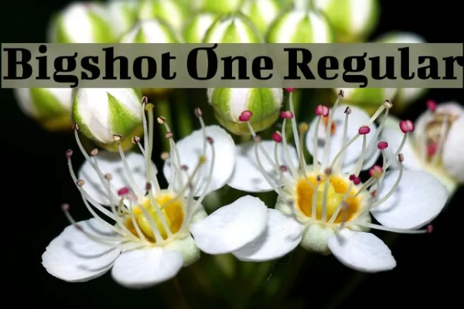 Bigshot One Regular Example 1