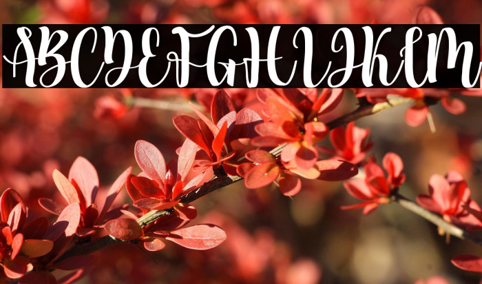 Bila Seyka Regular Example 1