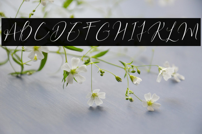 Bilaria Realistic Example 1