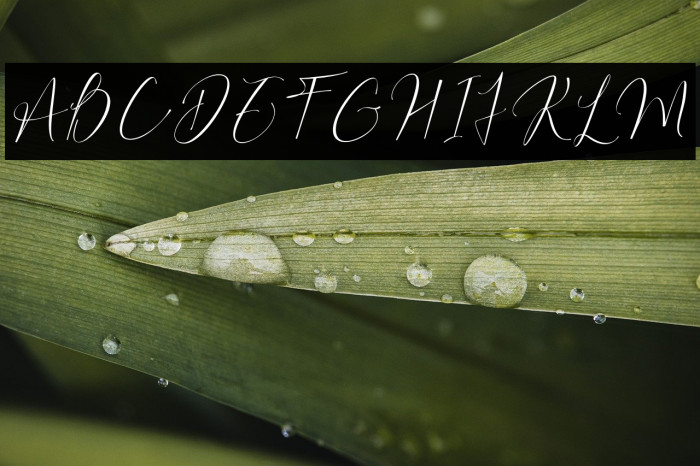 Bilaria Realistic Example 2