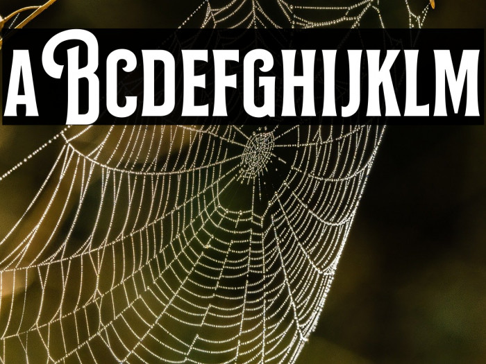 Bilcase Demo Demo Example 2