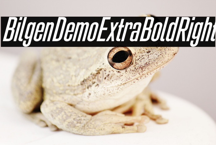 Bilgen Demo Extra Bold Right Example 2