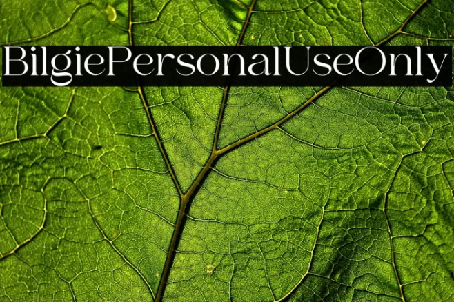 Bilgie Personal Use Only Example 2