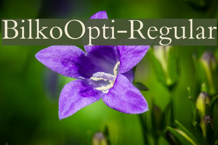 BilkoOpti-Regular Font examples