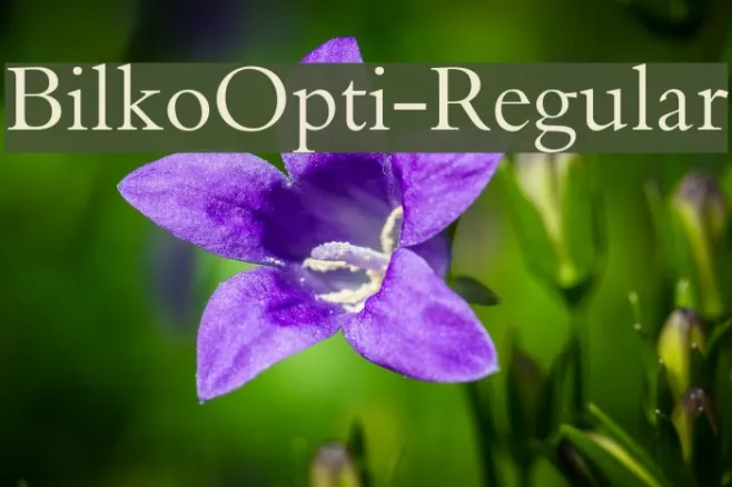 BilkoOpti-Regular Example 2