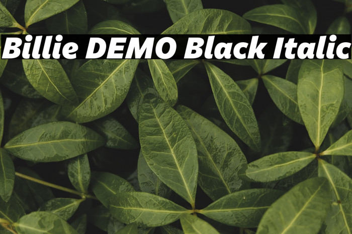 Billie DEMO Black Italic Example 1