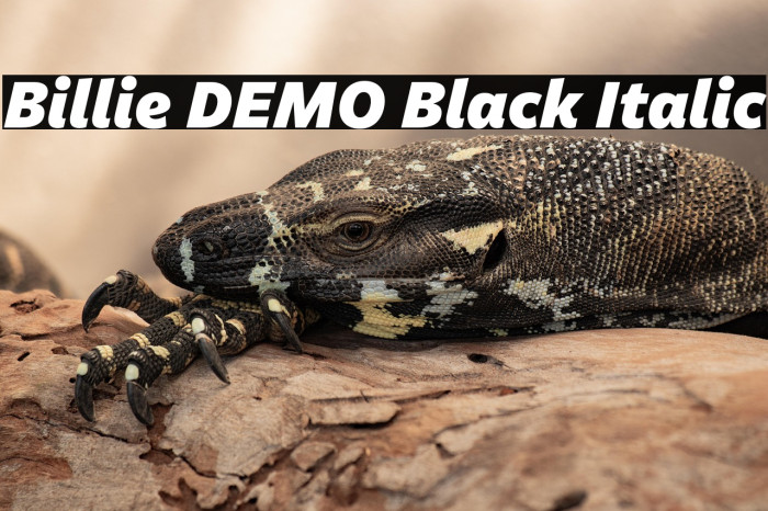 Billie DEMO Black Italic Example 2