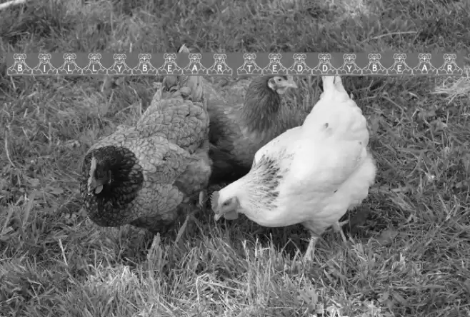 BillyBear TeddyBear Font examples