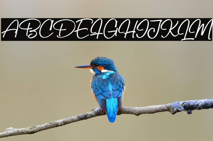 BillySignature Example 2