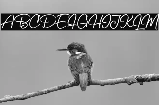 BillySignature Font examples