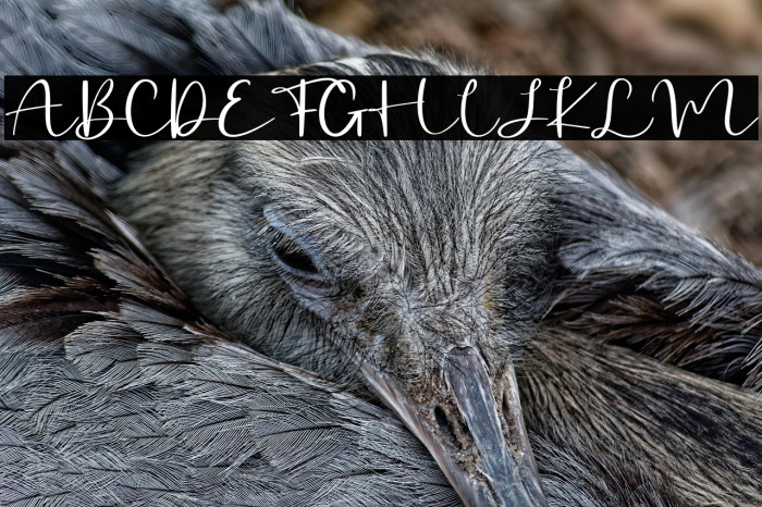 Billystory - Personal Use Example 2