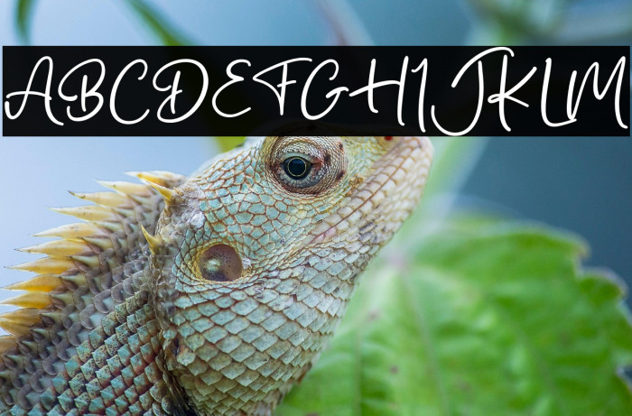 Bilya Signature Example 2