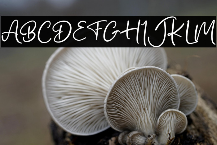 Bilya Signature Example 3