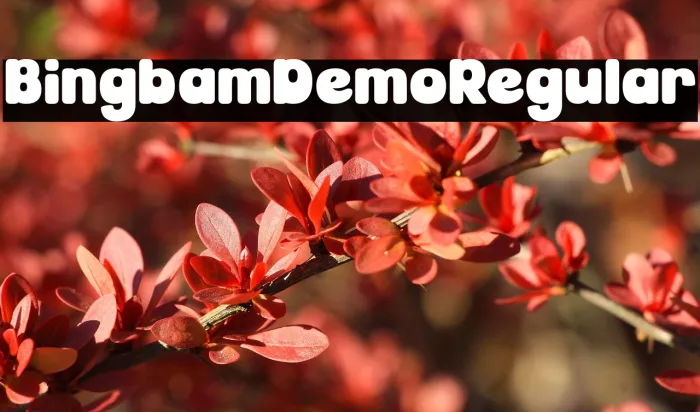Bingbam Demo Regular Example 2