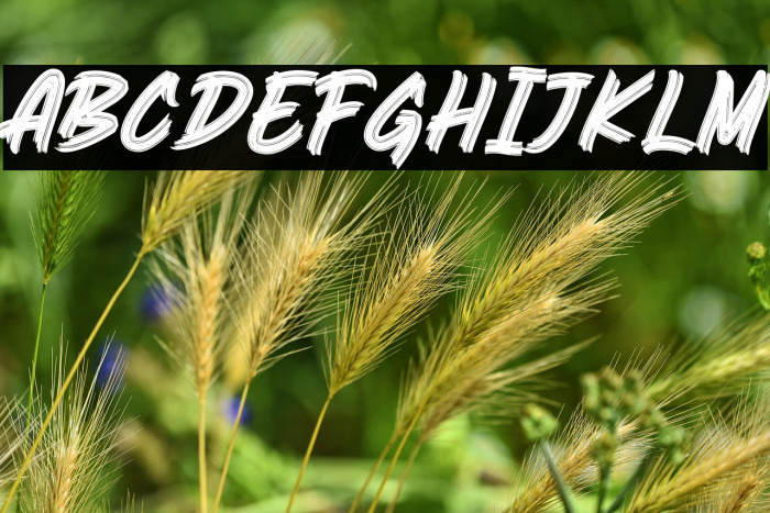 Bingo Reky Example 1