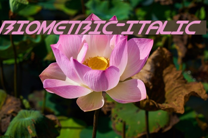 BioMetric-Italic لخطوط تنزيل examples